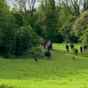 Art_collection_74_preview_cattle_on_halston_hill_2__photo_by_sophie_von_maltzan